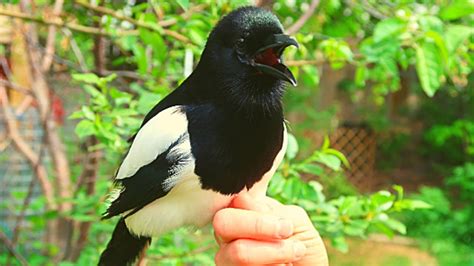 can you have a pet magpie